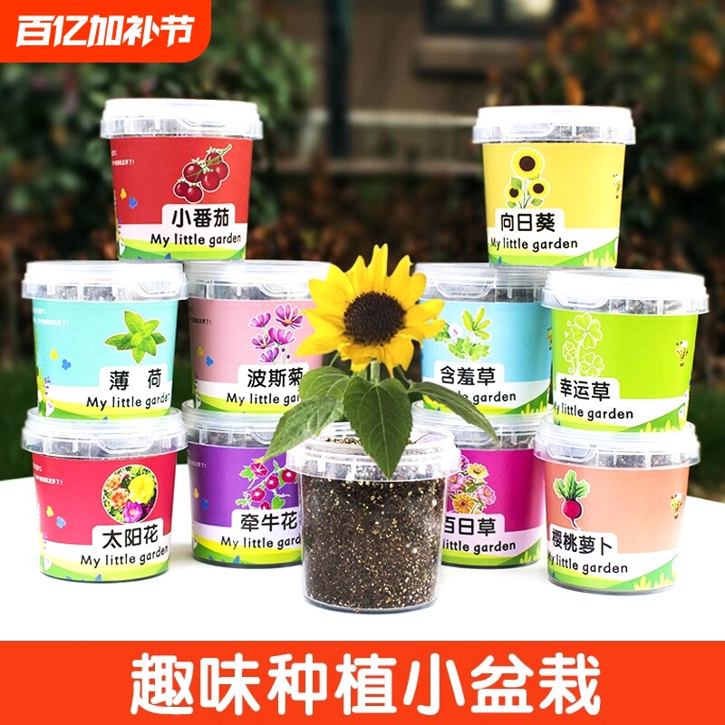 儿童种植小盆栽太阳花向日葵花种籽子幼儿园小学生植物生长观察盒
