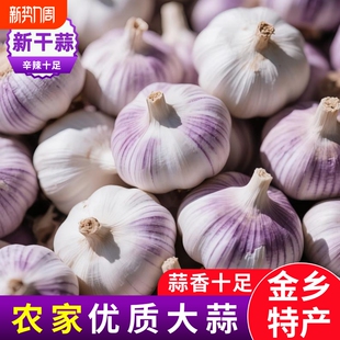 山东紫白皮大蒜头干蒜批发红皮大蒜子多瓣大蒜便宜 香辣十足