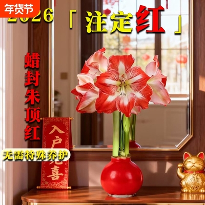 蜡封朱顶红年宵懒人花