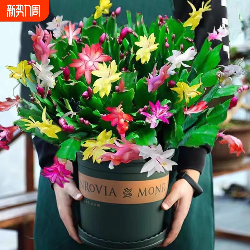 蟹爪兰盆栽带花苞多肉绿植物好养君子兰嫁接蟹爪莲室内四季开花卉