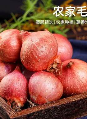 新鲜农家笨毛葱小圆葱现挖红葱头鬼子葱饭店佐料今年圆葱头食用