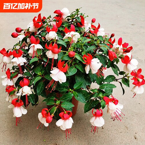 四季倒挂金钟盆栽吊钟海棠藤本灯笼花带花发垂吊室内庭院花苗花期