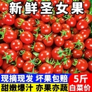 特产水果蔬菜整箱 广西新鲜千禧圣女果西红柿小柿子小番茄樱桃当季