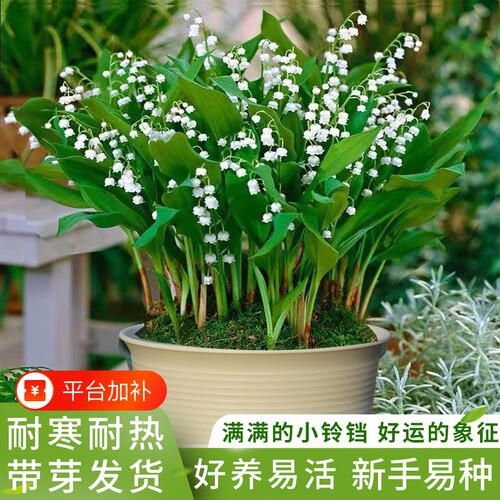 香水铃兰花庭院阳台耐寒耐热花卉