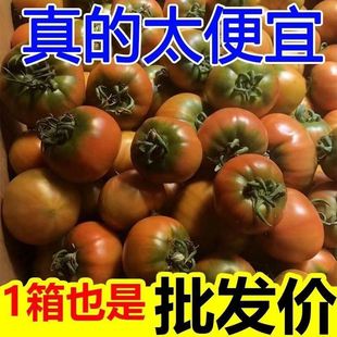 正宗铁皮草莓柿子新鲜当季西红柿生吃水果东北番茄酸甜口顺丰包邮