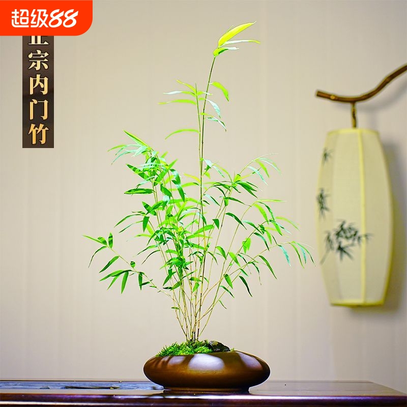 内门竹盆栽治愈系绿植