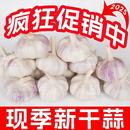 2025金乡紫皮大蒜种新干货正宗山东紫白皮大蒜头籽便宜