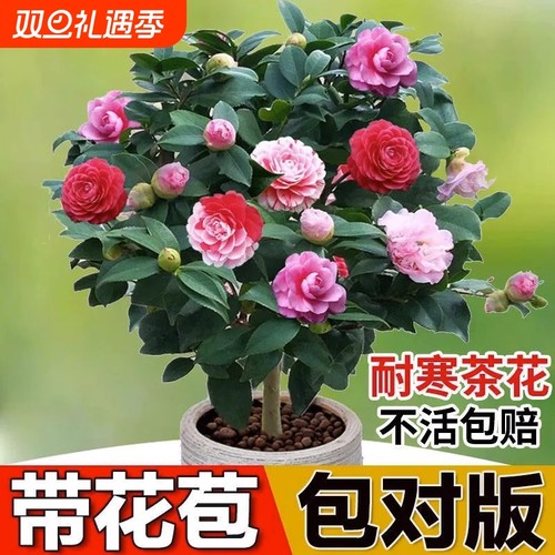 四季耐寒五色赤丹茶花