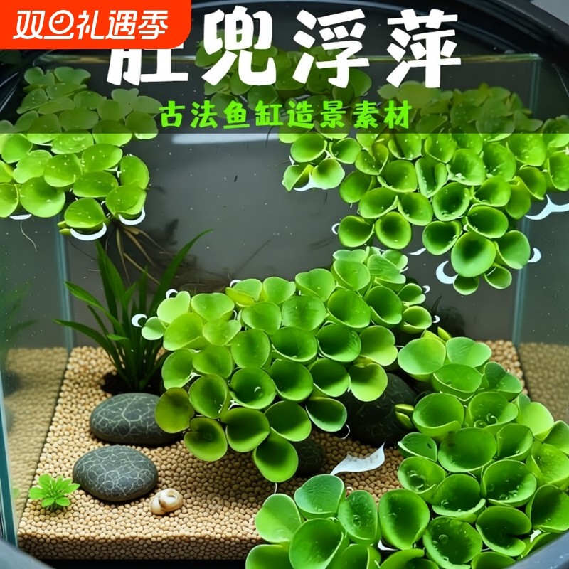 鱼缸造景净化水质肚兜萍水浮萍槐叶萍懒人水草浮萍养鱼龟水