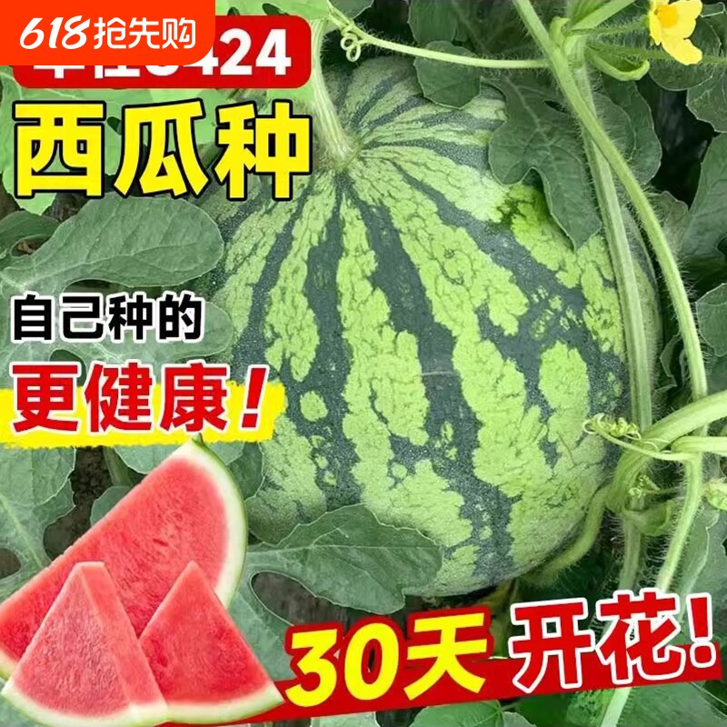 早佳8424西瓜种子种籽特大美都麒麟瓜高产春季嫁接苗秧孑大全秧苗