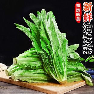 云南新鲜油麦菜香麦菜凤尾菜青莴笋叶莜麦菜青菜蔬菜新鲜包邮现摘