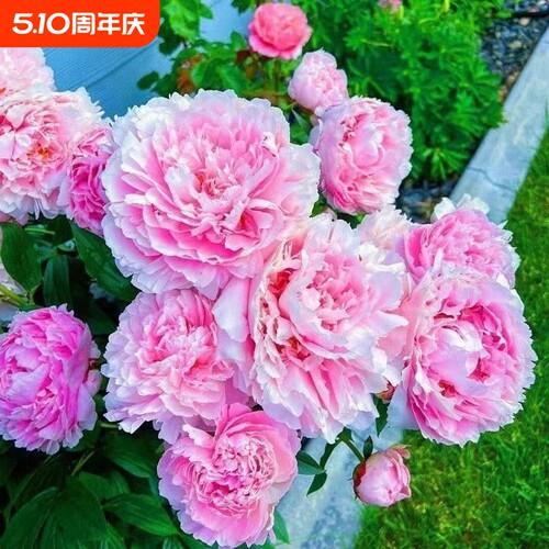 【带芽发货】重瓣芍药花苗浓香花卉正宗观赏芍药牡丹四季开花好养