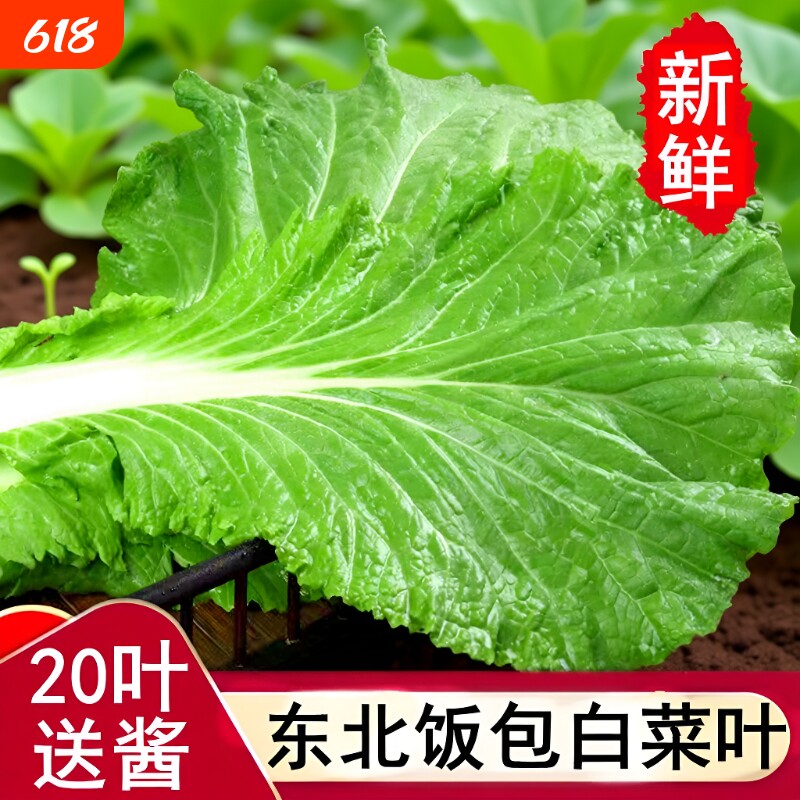 东北饭包白菜叶打饭包的大白菜叶子新鲜农家蘸酱蔬菜组合送酱