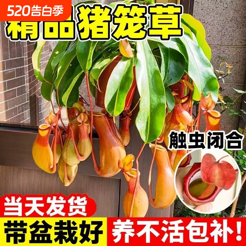 猪笼草捕蝇草盆栽食虫草食人花驱蚊虫超大四季绿植趣味阳台客厅