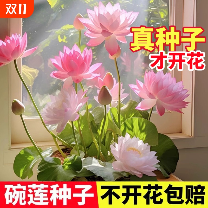 不会吧？现在还有人买假碗莲？