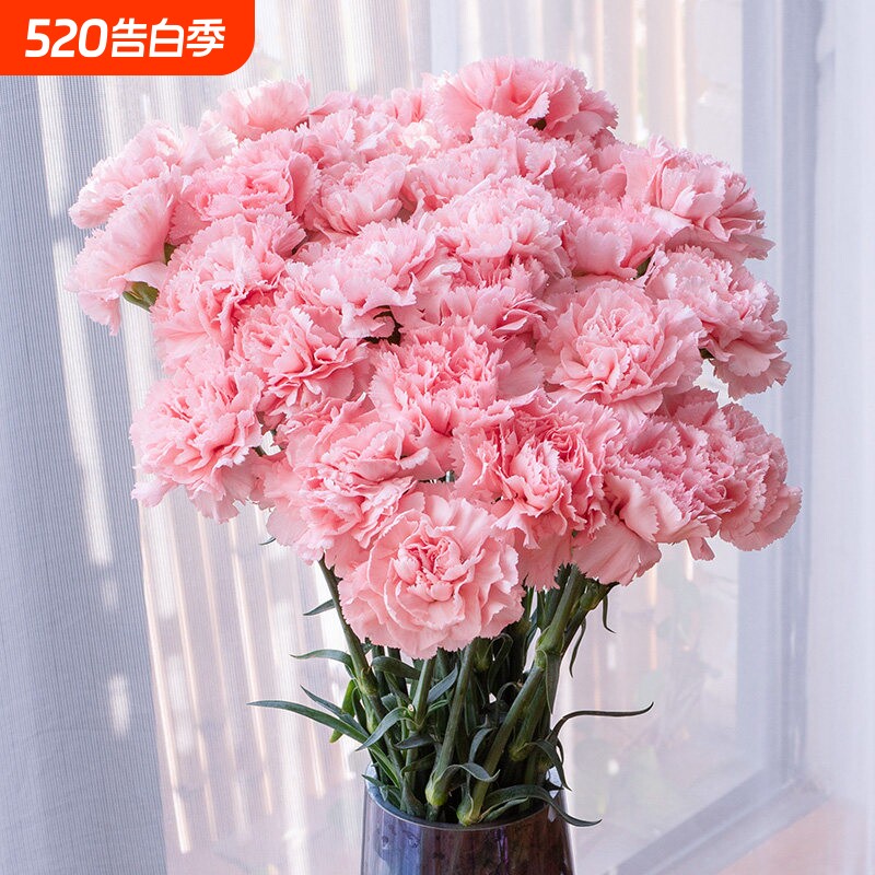 康乃馨鲜花云南直发20支昆明基地直供直批包邮水养家用插花速递