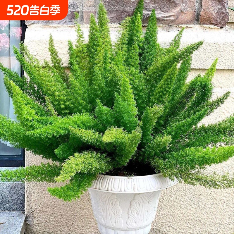 四季造景养九尾狐花卉庭院花园室内狐尾植物盆栽绿植客厅阳台观叶