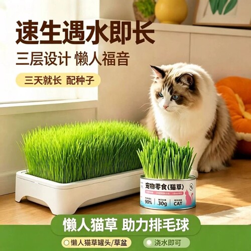 【全网热销】无土水培猫草盆栽