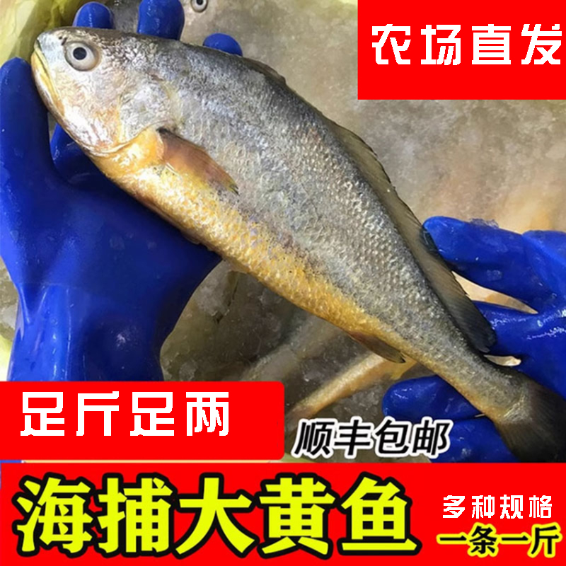 野生大黄鱼鲜冷冻包邮深海鱼海鱼新鲜黄花鱼每条一斤海鲜水产