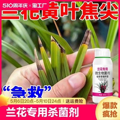 兰花叶斑病黑斑病专用药