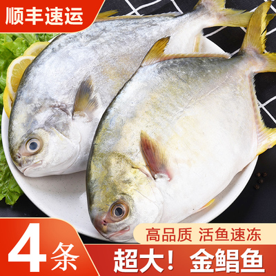 金鲳鱼新鲜冷冻特大鲳鳊鱼金昌鱼海鱼鲜活海鲜平鱼白鲳冰鲜银鲳鱼