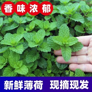 薄荷叶新鲜云南高山现摘蔬菜食用香料烘焙点缀调酒装饰茶饮料冲饮