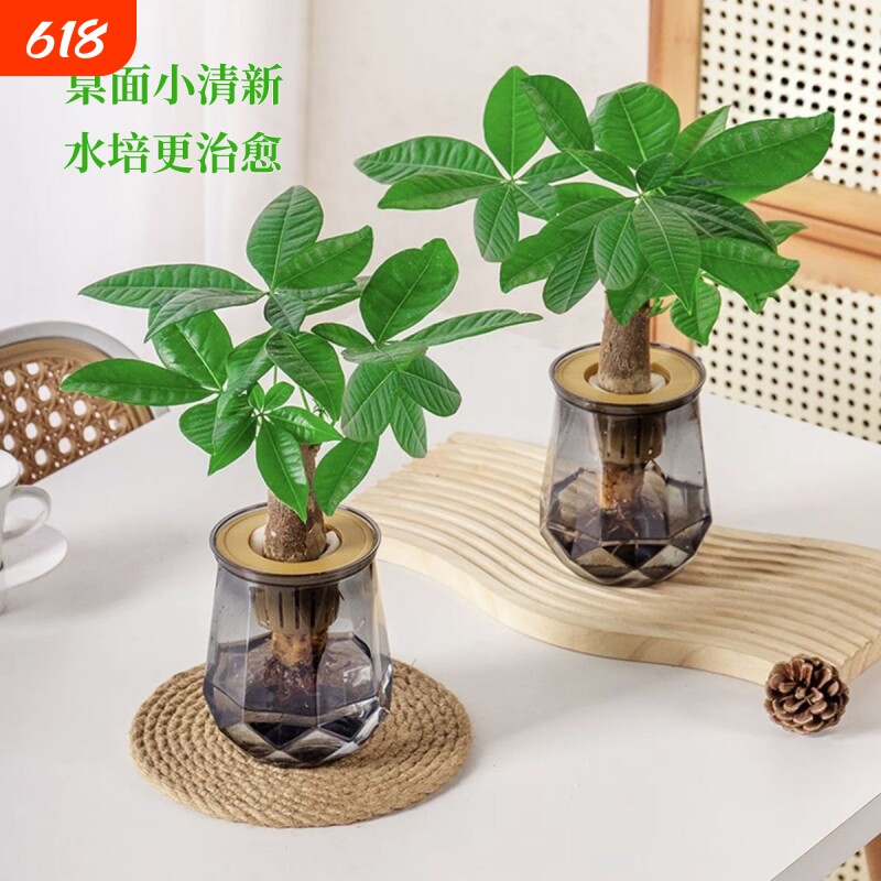 水培植物发财树盆栽万年萝室内绿植好养植物客厅净化空气花卉好物