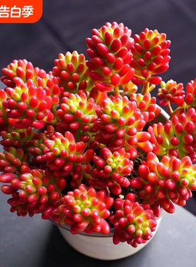 虹之玉锦多肉植物转运珠室内花卉盆栽净化空气红色肉肉新手好养活