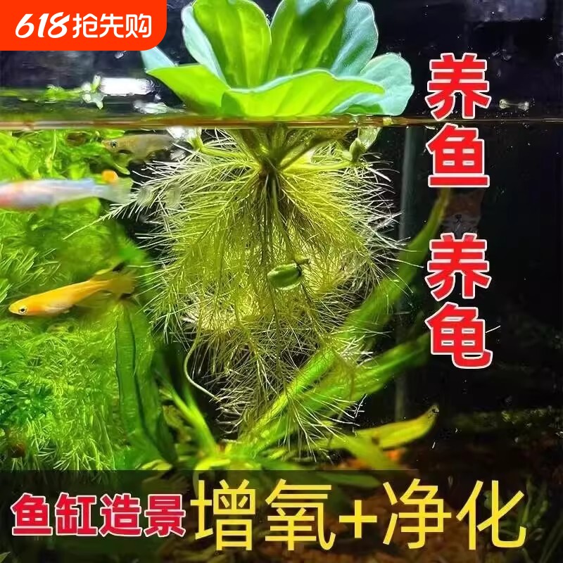 养鱼鱼缸绿植花卉造景水培水芙蓉增氧水草古法缸水生浮萍植物水质