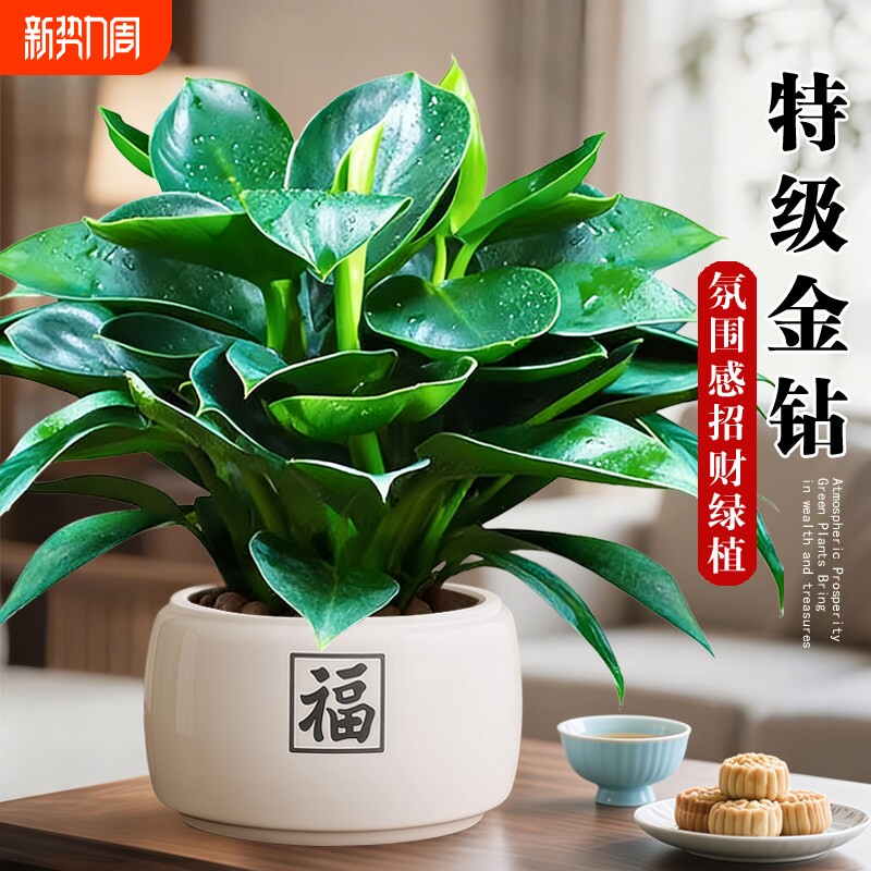 金钻盆栽绿植铂金钻绿萝箩水培植物多肉办公室内桌面懒人好养花卉