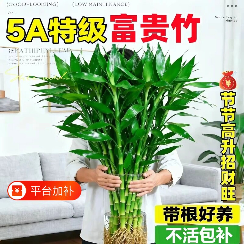 水培植物客厅招财粗竹水养节节高绿植室内办公桌盆栽转运竹