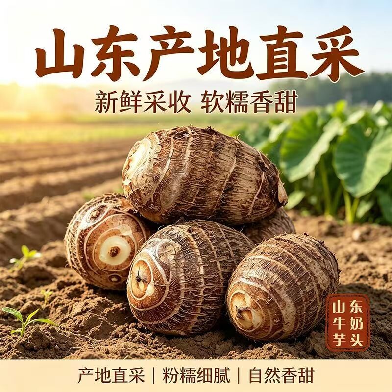 山东新鲜牛奶小芋头沂蒙山毛芋头小香芋现挖农家自种软糯芋香芋艿