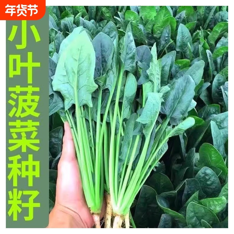 土菠菜四季蔬菜秋冬阳台盆栽菜种菜种子空心菜麦菜耐寒孔雀荠菜,鲜花速递/花卉仿真/绿植园艺,家庭园艺种子,淘宝优惠券,粉丝福利购,淘宝优惠卷