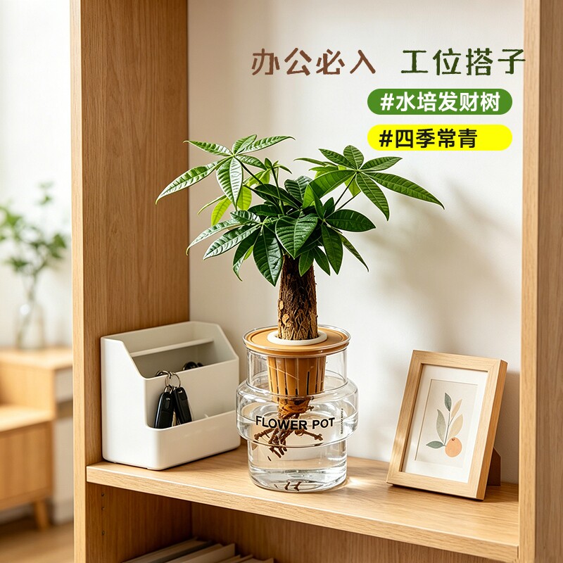 发财树盆栽植物室内花卉盆栽绿植金钱树绿萝吸有害净化空气绿植