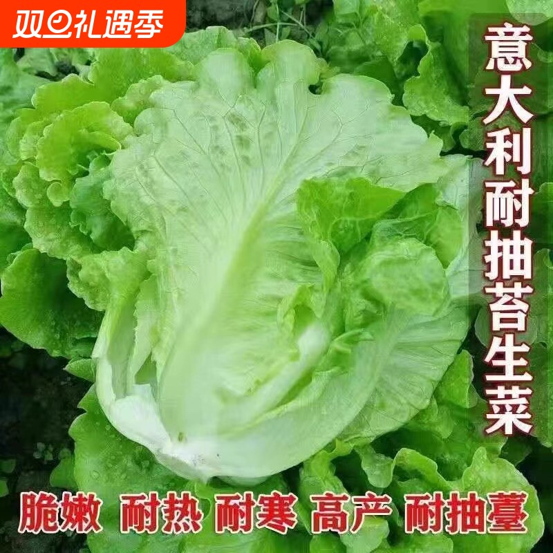 意大利生菜种籽四季种子冬春蔬菜籽蔬菜种茼蒿奶油大白菜耐寒种植