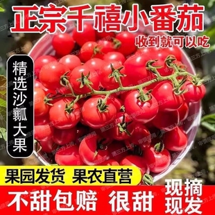 现摘现发云南新鲜圣女果小西红柿新鲜小番茄水果孕妇水果整箱包邮