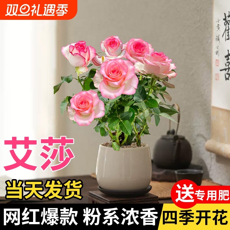艾莎月季花苗盆栽玫瑰花灌木室内四季开特大花苗浓香老桩阳台庭院