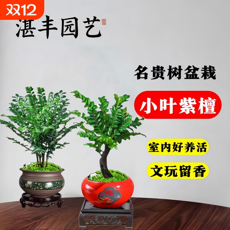 小叶紫檀盆景绿植盆栽茶室内桌面树苗花卉老桩植物四季好养活客厅
