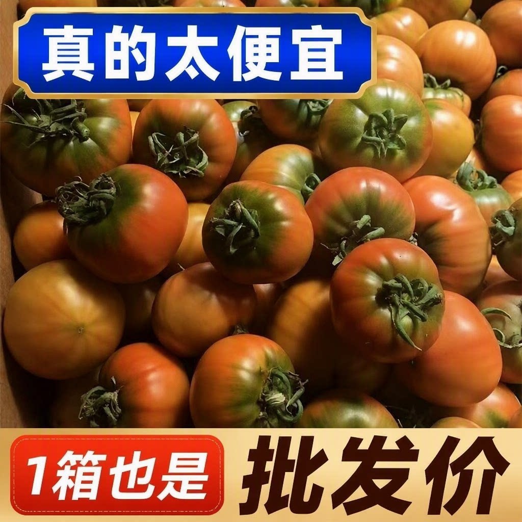 正宗铁皮草莓柿子新鲜当季西红柿生吃水果东北番茄酸甜口顺丰包邮