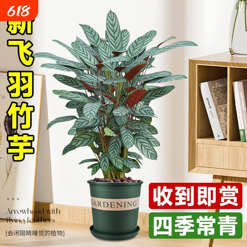 新飞羽竹芋盆栽植物高档绿植室内吸甲醛耐阴好养活客厅彩虹精品