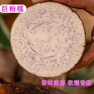 广西荔浦新鲜大芋头槟榔芋现挖现发毛芋头粉糯丝滑香芋种植软糯