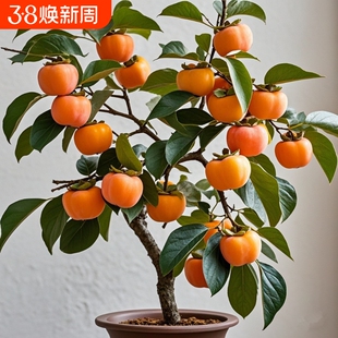 柿子树苗太秋甜柿树果苗火晶柿子脆柿子苗树南北方种植盆栽地栽苗