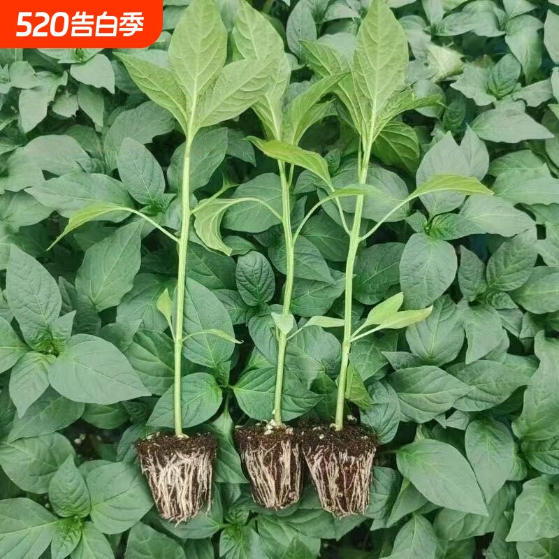 辣椒苗蔬菜苗薄皮椒苗苗螺丝椒苗朝天椒苗牛角椒苗四季室内种植