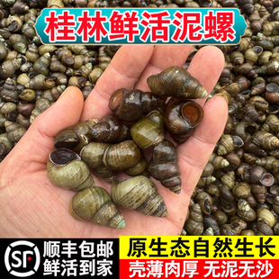 桂林鲜活泥螺广西螺蛳新鲜野生清水石螺小田螺特大号螺丝批发芝麻