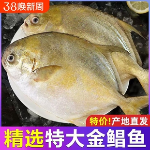 新鲜金鲳鱼生鲜冷冻金昌鱼深海鱼鲳鱼海鲜大鲳鱼水产批发年货节
