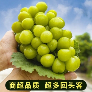 阳光玫瑰葡萄青提晴王提子新鲜当季水果精品装无核