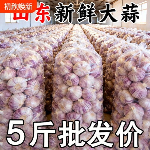 2026年金乡大蒜新干蒜特大果