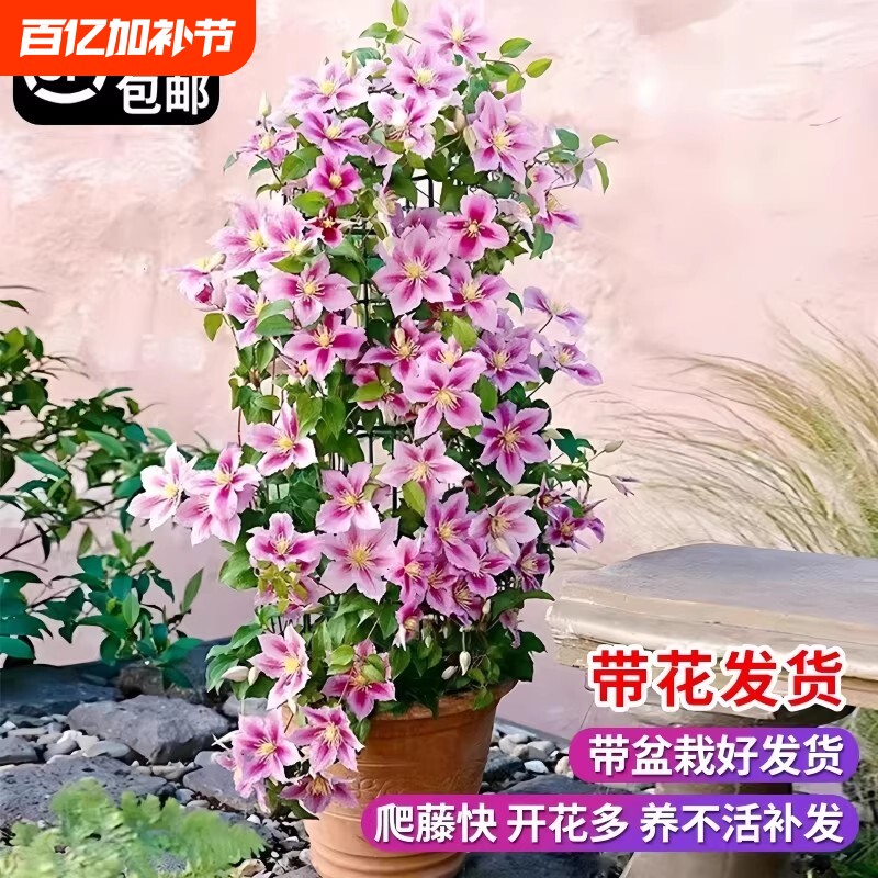 乌托邦铁线莲大苗爬藤植物绿植花卉盆栽银币阳台四季开花带花啤酒