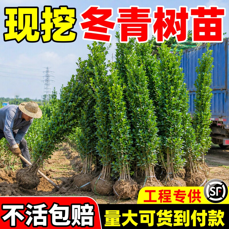 围墙篱笆植物冬青树苗大叶北海道黄杨苗四季常青耐寒庭院绿篱树苗