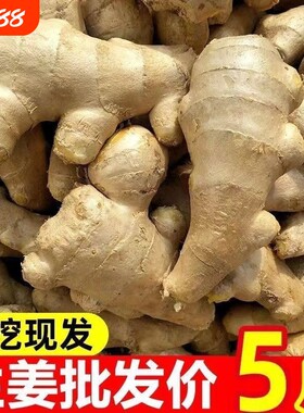 山东大姜老姜优质出口生姜